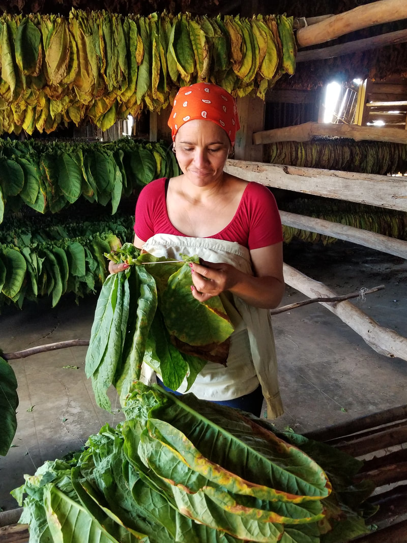 Sewing tobacco leaves Cuba, by Tracy Cahill travel blogger