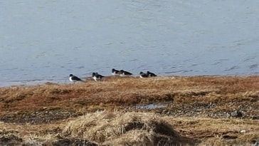 Eurasian Oystercatchers in S. Iceland by Tracy Cahill, birder
