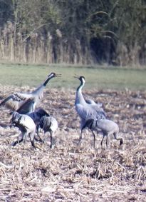 Common Cranes, Havelland Germany by nature blogger Tracy Cahill