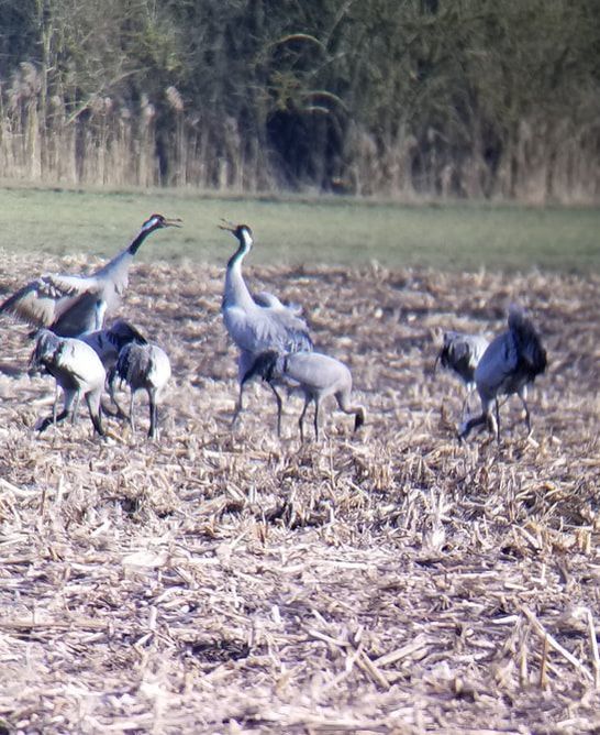 Common Crane Mating Season Havelland Germany by Tracy Cahill