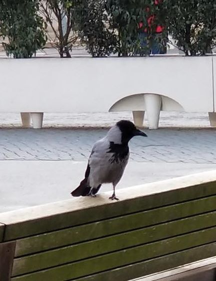 Hooded Crow, Berlin Germany, by nature blogger Tracy Cahill
