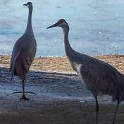 Sandhill Cranes, Reifel Sanctuary Delta, BC
